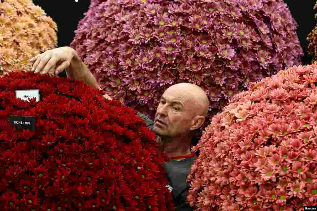 A worker adjusts chrysanthemums on a display as he prepares for the RHS Chelsea Flower Show in London, Britain.