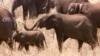ผลสำรวจระบุช้างในแอฟริกาใกล้จะสูญพันธ์เพราะการลอบฆ่าเอางา 