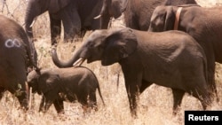 Việc giết voi lấy ngà để đáp ứng nhu cầu mua ngà voi ở Trung Quốc đã dẫn tới sự sụt giảm của số voi ở Mozambique.