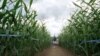 Kegiatan Jelajahi 'Corn Maze' Kian Digemari di AS