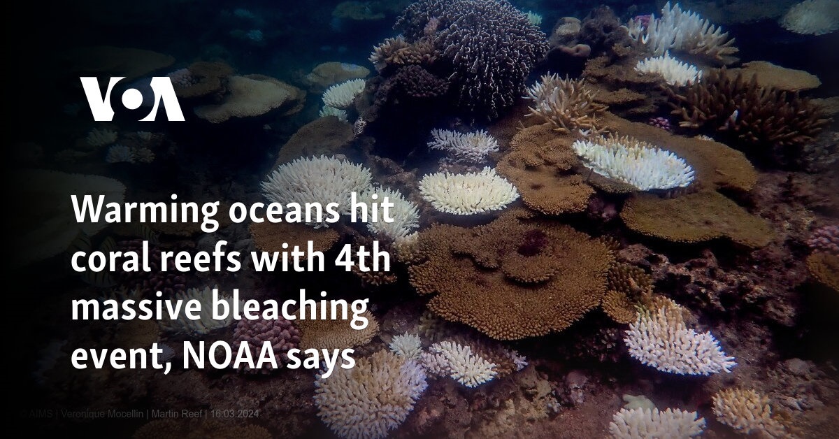 Warming oceans hit coral reefs with 4th massive bleaching event, NOAA says