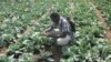 Cette bourse en ligne connecte les agriculteurs et les acheteurs sénégalais 