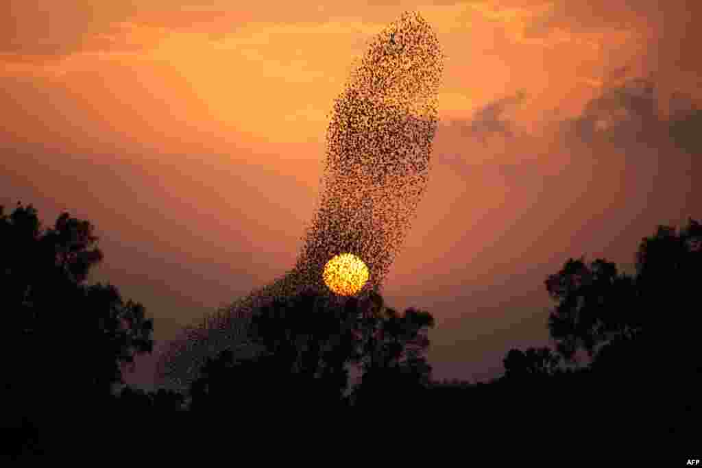 A murmuration of starlings performing their traditional dance before landing to sleep near the southern Israeli village of Tidhar, in the northern Negev desert.