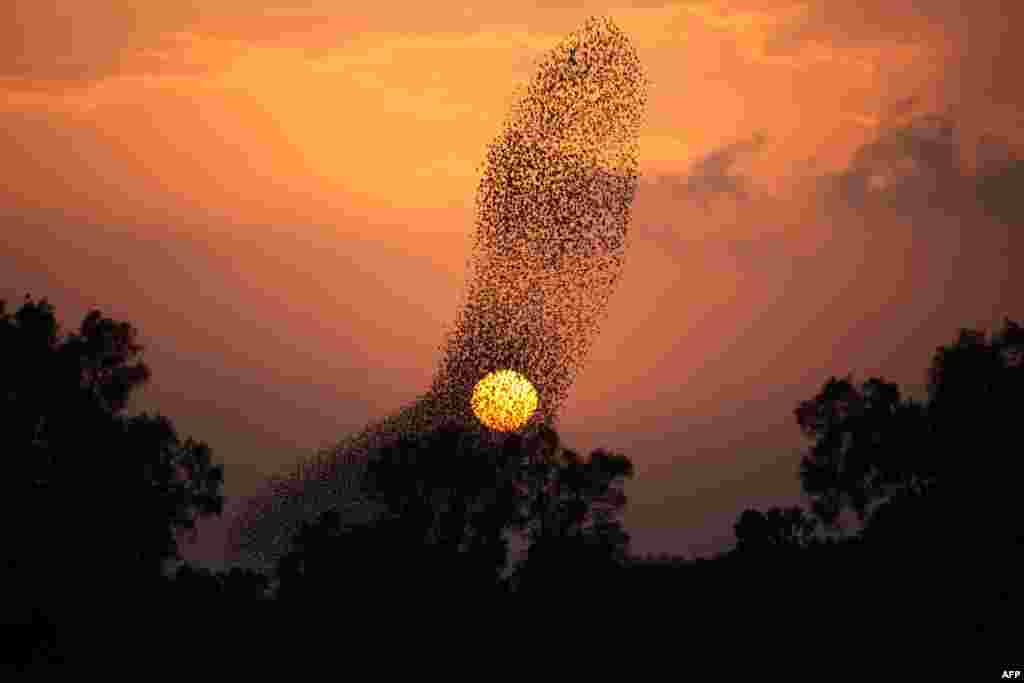 Starlings perform their traditional dance before landing to sleep near the southern Israeli village of Tidhar, in the northern Negev desert, Jan. 14, 2016.