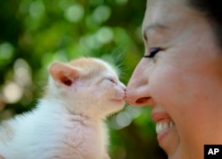 A woman touches noses with a kitten during a stray cat adoption event organized by the Streetcats volunteer association in an attempt to reduce the number of abandoned cats roaming the street in Bucharest, Romania, Sunday, Aug. 24, 2014.