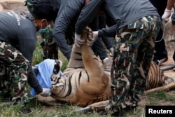 FILE - A sedated tiger is stretchered as officials were moving tigers from Thailand's controversial Tiger Temple, a popular tourist destination which has come under fire in recent years over the welfare of its big cats in Kanchanaburi province, west of Bangkok.