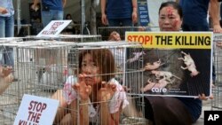 Seorang aktivis pelindung hak-hak binatang asal Korea Selatan mengurung dirinya sendiri di sebuah kandang dalam kampanye menentang budaya Korea Selatan yang kerap mengkonsumi daging anjing. Seoul, Korea Selatan, 11 Agustus 2017 (foto: AP Photo/Ahn Young-joon)