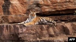 India's most famous tiger, Machli, is pictured in this undated photograph at Ranthambore National Park in western Rajasthan state.