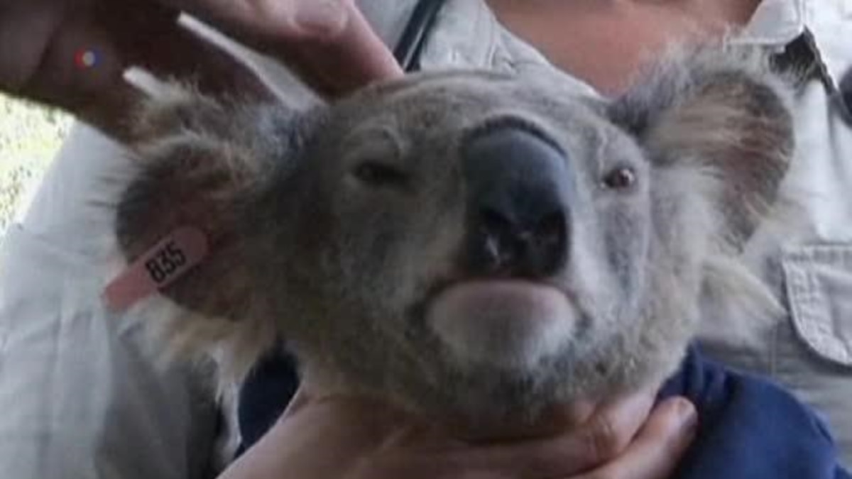 Penyakit Menular Seksual Ancam Koala di Australia