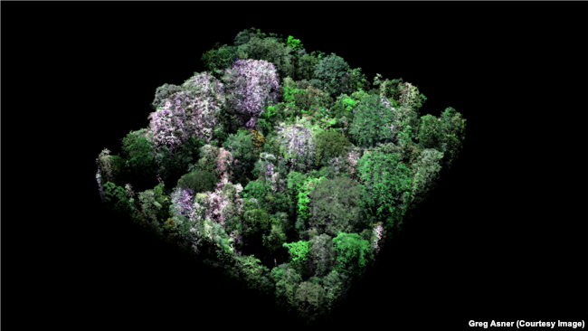 Three-dimensional image using laser-guided imaging spectroscopy taken by CAO shows natural color of trees in one hectare of rainforest