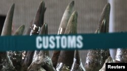 Part of a shipment of 33 rhino horns seized by Chinese customs agents are displayed at news conference, Hong Kong, Nov. 15, 2011.