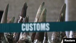 Similar to a recent seizure by Philippines officials, part of a shipment of 33 rhino horns seized by Chinese customs agents displayed at news conference, Hong Kong, Nov. 15, 2011.