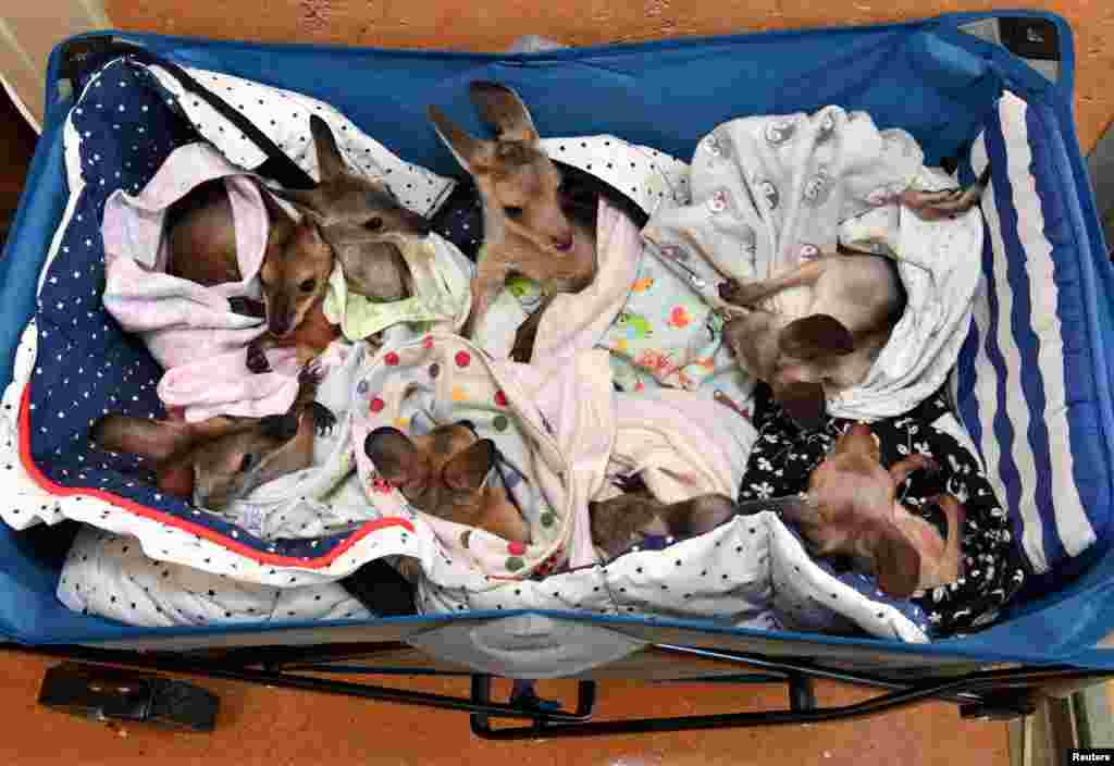 Kangaroo and wallaby joeys that have been orphaned due to road accidents, dog attacks, bushfires and drought conditions are seen in a cart as they are treated at Australia Zoo Wildlife Hospital in Beerwah, Queensland, Australia.