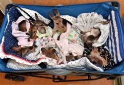 چند بچه والابی یتیم تحت درمان در کلینیک باغ وحش استرالای که مادرهایشان را در آتش‌سوزی از دست داده اند.