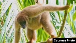 Les muriquis et autres grands primates sont en train de disparaître des écosystèmes tropicaux. (Pedro Jordano)