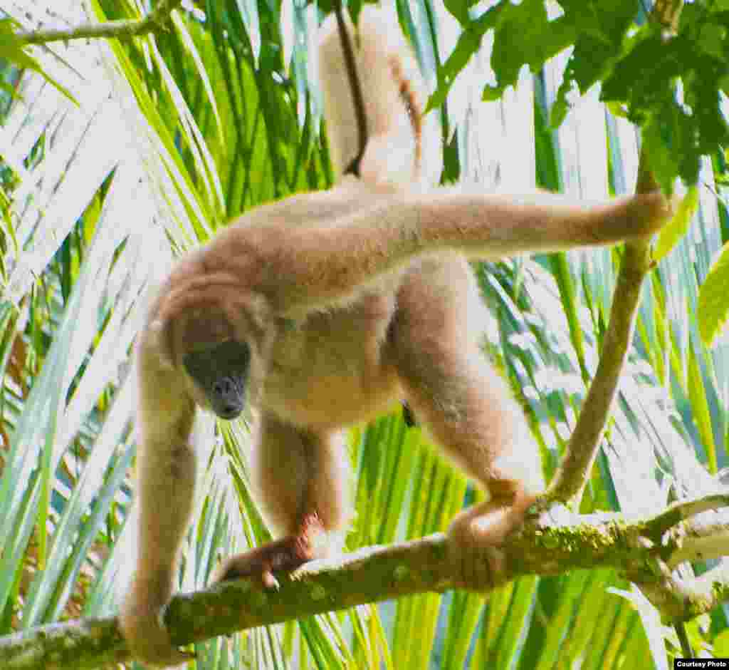 Muriquis and other large primates are vanishing from tropical ecosystems. (Pedro Jordano)