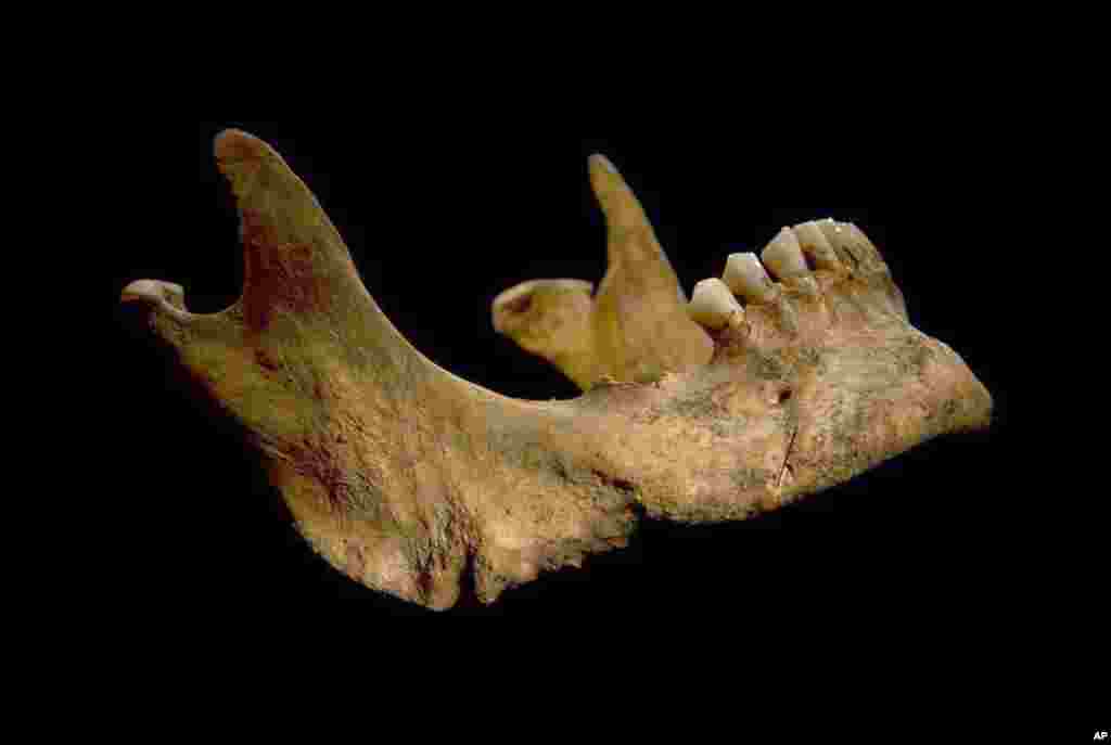Foto tulang kaki Raja Inggris Richard III yang ditemukan para peneliti University of Leicester di Leicester, Inggris.&nbsp;