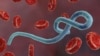 Huenda mlipuko mpya wa Ebola ukaenea tena DRC - WHO