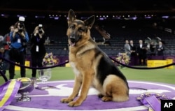 FILE - In this Feb. 15, 2017, file photo, Rumor, a German shepherd, poses for photos after winning Best in Show at the 141st Westminster Kennel Club Dog Show, in New York.