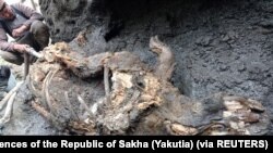 Bangkai badak berbulu muda, ditemukan di lapisan es pada Agustus 2020 di tepi Sungai Tirekhtyakh di wilayah Yakutia di timur Siberia, Rusia. (Foto: Department for the Study of Mammoth Fauna of the Academy of Sciences of the Republic of Sakha (Yakutia) via