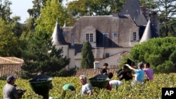 برداشت انگور برای تولید شراب در مزرعه ای در جنوب غربی فرانسه
