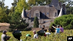 FILE - Workers collect red grapes in the vineyards of the famed Chateau Haut Brion during the grape harvest in Pessac-Leognan, near Bordeaux, southwestern France, Oct. 7 , 2013. Floods, drought, frost and hail cut into world wine production this year from Europe to South America.