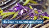 Пекарь из Лос-Анджелеса и его «бабка»