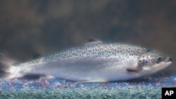 AquaBounty Technologies added growth genes from two other fish to the Atlantic salmon, causing it to grow twice as fast