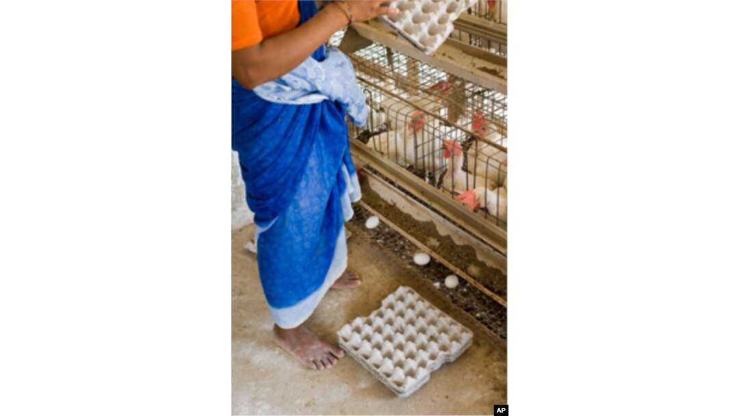 In India, 80 percent of egg production takes place in battery cages, small wire pens which animal welfare advocates say barely give hens enough room to raise their wings.