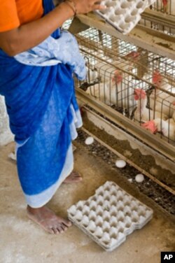 In India, 80 percent of egg production takes place in battery cages, small wire pens which animal welfare advocates say barely give hens enough room to raise their wings.