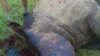 Wildlife Experts Distraught as Record Rhino Killings Plague South Africa