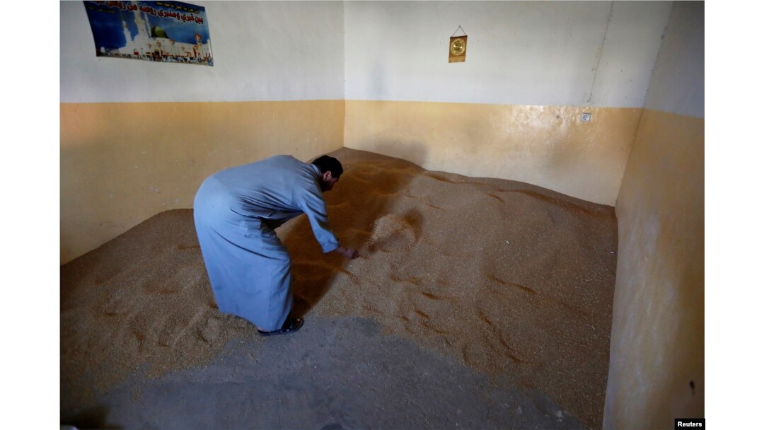 A farmer inspects his wheat stocks in the town of Basheeqa, Iraq, Feb. 8, 2017.