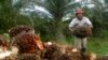 Seorang petani mengumpulkan buah kelapa sawit di kawasan transmigrasi Arso di Provinsi Papua, 19 April 2007. (Foto: Reuters)