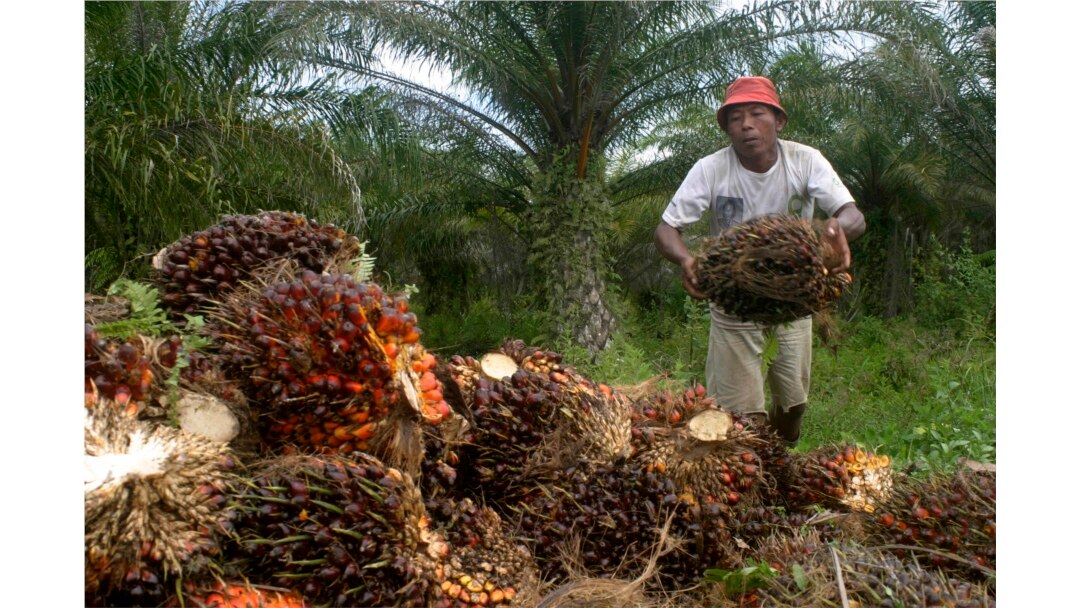 Seorang petani mengumpulkan buah kelapa sawit di kawasan transmigrasi Arso di Provinsi Papua, 19 April 2007. (Foto: Reuters)