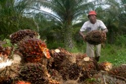 Seorang petani mengumpulkan buah kelapa sawit di kawasan transmigrasi Arso di Provinsi Papua, 19 April 2007. (Foto: Reuters)