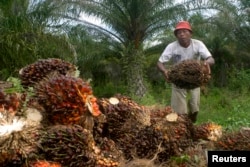 Seorang petani mengumpulkan buah kelapa sawit di kawasan transmigrasi Arso di Provinsi Papua, 19 April 2007. (Foto: Reuters)