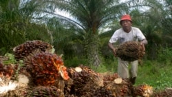 Seorang petani mengumpulkan buah kelapa sawit di kawasan transmigrasi Arso di Provinsi Papua, 19 April 2007. (Foto: Reuters)