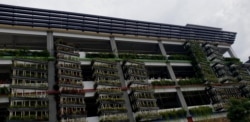 Green wall di bagian selatan (belakang) Terminal Intermoda Joyoboyo, penyiraman memanfaatkan olahan air limbah (Foto: VOA/ Petrus Riski).