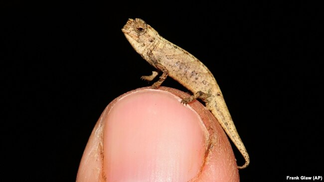 Picture taken in 2012 in Munich, Germany shows a newly discovered species of chameleon which is a contender for the title of world's smallest reptile. (AP Photo/Frank Glaw)