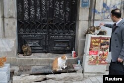 Seorang pria mengelus seekor kucing saat melintas di sebuah jalan di Istanbul, Turki, 9 Januari 2018.