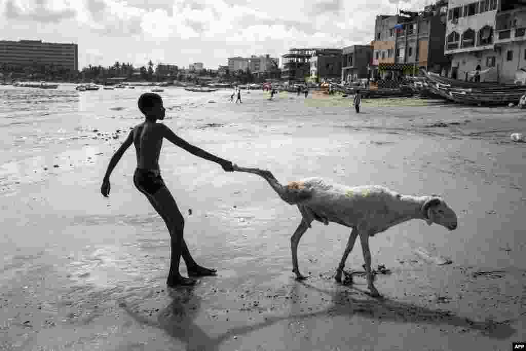 A young sheep farmer pulls his sheep toward the sea in Dakar, Senegal, ahead of the Muslim Eid al-Adha (Festival of Sacrifice), known as Tabaski in Western Africa.