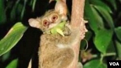 Tarsius di Sulawesi Tengah (Foto: Kelompok Pecinta Satwa Tarsius Sulawesi Tengah.).