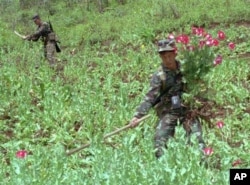 FILE - Two Thai soldiers trim poppies in a Chiang Mai field in December, 1996. Southeast Asia's Golden Triangle, the rugged area where the borders of Burma, Laos and Thailand meet, has provided much of the world's supply of heroin and opium.
