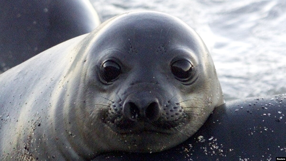 Gajah Laut Suka Menyebrang Jalan Utama Di California Utara