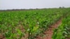 Plantação Pedras Negras em Malanje - Angola