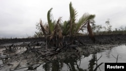 Oil slick flows at the base of the mangrove at Bodo creek, outside Nigeria's oil hub city of Port Harcourt August 2, 2012. 