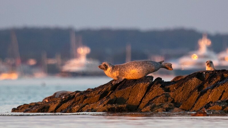 More Seals off US Northeast Means Learning to Live with Sharks