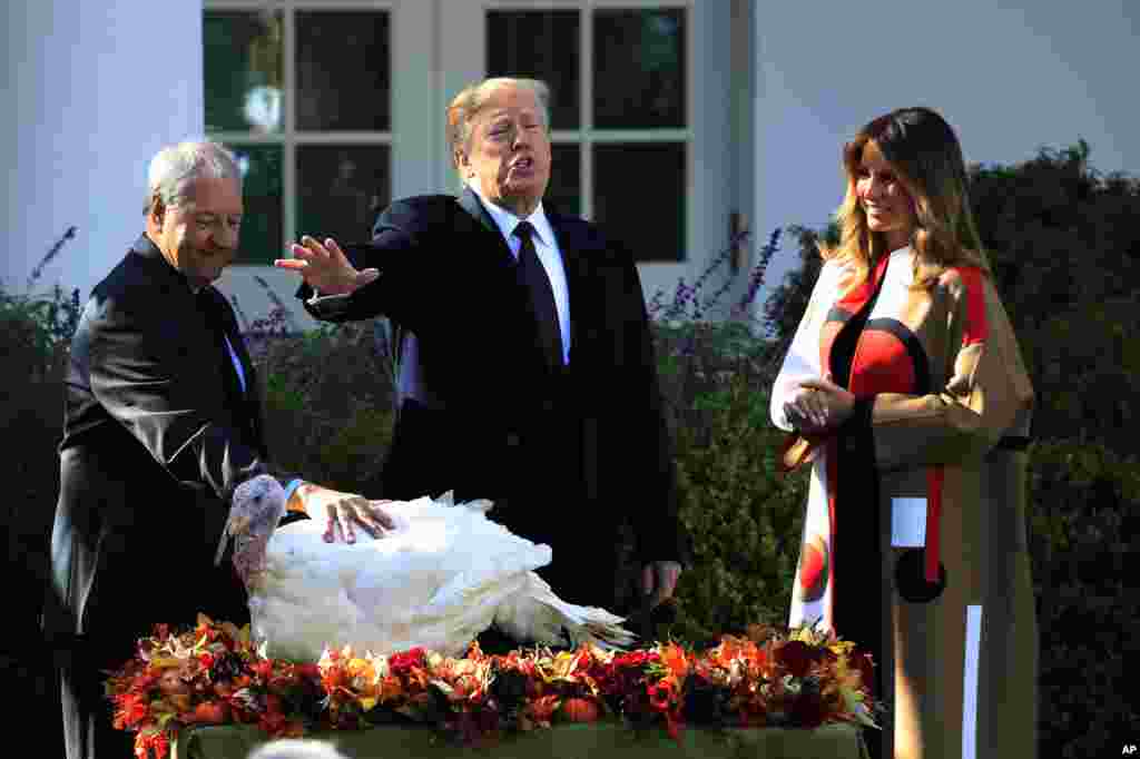 پرزیدنت ترامپ و همسرش ملانیا در کاخ سفید در مراسم عفو کردن یک بوقلمون به نام &laquo;پیز&raquo; از خورده شدن. در آمریکا در روز شکرگزاری، آمریکایی ها معمولا بوقلمون می خورند.