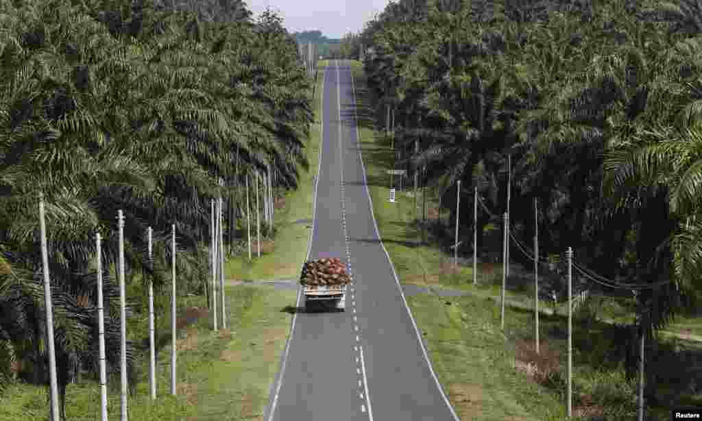 A truck carrying oil palm fruits passes through Felda Sahabat plantation in Lahad Datu in Malaysia&#39;s state of Sabah on Borneo island. 