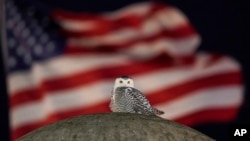 An American flag flies in the distance as a rare snowy owl looks down from its perch atop the large stone orb of the Christopher Columbus Memorial Fountain at the entrance to Union Station in Washington, Jan. 7, 2022. 